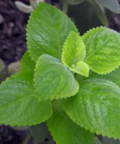 Cuban Oregano Live Plant - Mexican Mint, 4-6 Inch Tall, Indoor/Outdoor Herb - Image 4