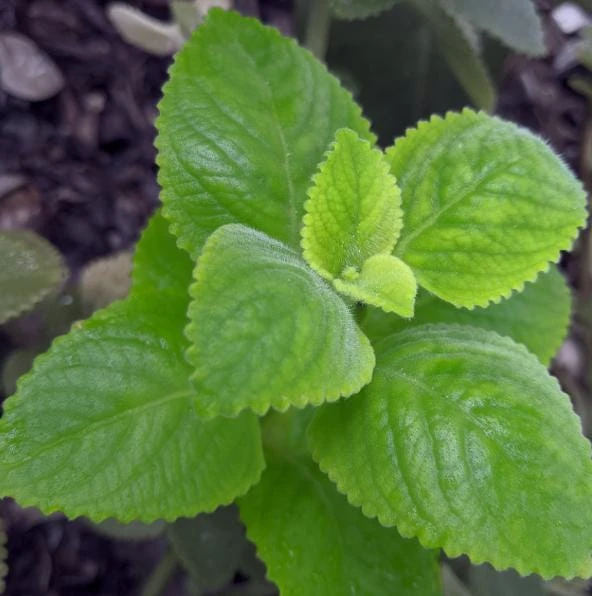 Cuban Oregano Live Plant - Mexican Mint, 4-6 Inch Tall, Indoor/Outdoor Herb - Image 4