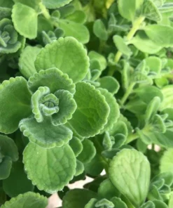 Cuban Oregano Live Plant - Mexican Mint, 4-6 Inch Tall, Indoor/Outdoor Herb - Image 5