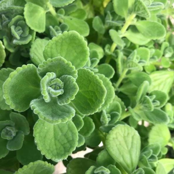 Cuban Oregano Live Plant - Mexican Mint, 4-6 Inch Tall, Indoor/Outdoor Herb - Image 5