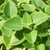 Cuban Oregano Live Plant - Mexican Mint, 4-6 Inch Tall, Indoor/Outdoor Herb - Image 1