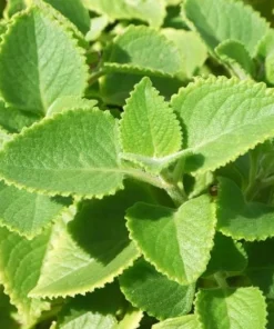Cuban Oregano Live Plant - Mexican Mint, 4-6 Inch Tall, Indoor/Outdoor Herb - Image 1