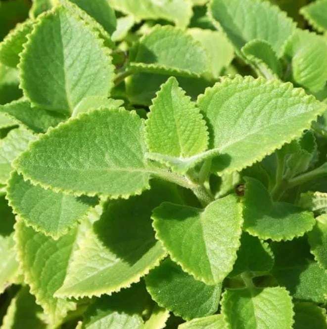 Cuban Oregano Live Plant - Mexican Mint, 4-6 Inch Tall, Indoor/Outdoor Herb - Image 1