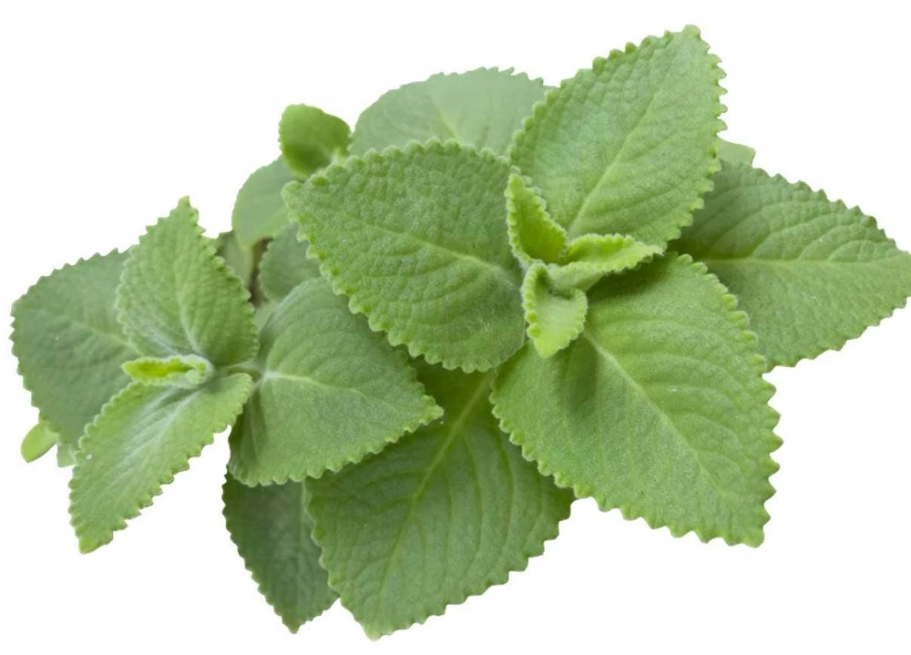 Cuban Oregano Live Plant - Mexican Mint, 4-6 Inch Tall, Indoor/Outdoor Herb - Image 6