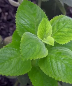 Cuban Oregano Live Plant - Mexican Mint, 4-6 Inch Tall, Indoor/Outdoor Herb - Image 8
