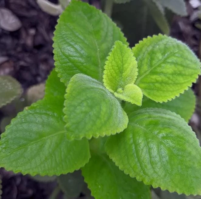Cuban Oregano Live Plant - Mexican Mint, 4-6 Inch Tall, Indoor/Outdoor Herb - Image 8