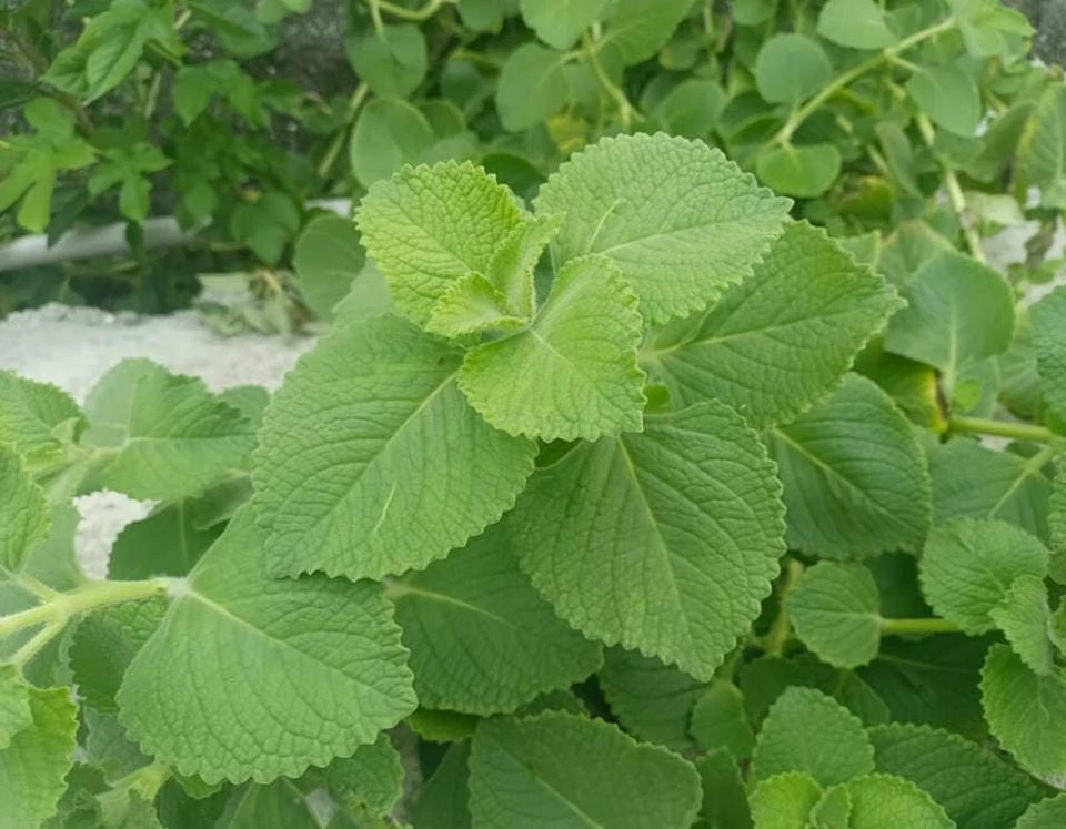 Cuban Oregano Live Plant - Mexican Mint, 4-6 Inch Tall, Indoor/Outdoor Herb - Image 9
