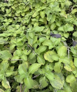Cuban Oregano Live Plant – Organic Potted Herb for Indoor & Outdoor - Image 2