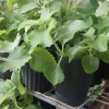 Cuban Oregano Live Plant – Organic Potted Herb – Indoor/Outdoor - Image 1