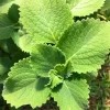 Cuban Oregano Live Plants - Set of 2 Mexican Mint Herbs 4-6 Inch Tall Indoor Outdoor - Image 1