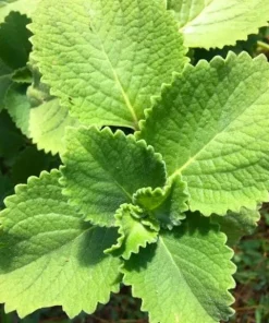 Cuban Oregano Live Plants - Set of 2 Mexican Mint Herbs 4-6 Inch Tall Indoor Outdoor - Image 1
