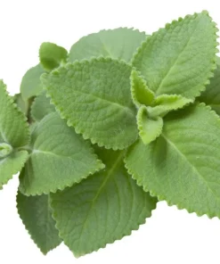Cuban Oregano Live Plants - Set of 2 Mexican Mint Herbs 4-6 Inch Tall Indoor Outdoor - Image 3