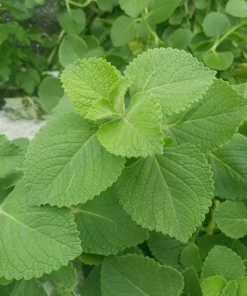 Cuban Oregano Live Plants - Set of 2 Mexican Mint Herbs 4-6 Inch Tall Indoor Outdoor - Image 4