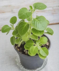 Cuban Oregano Live Plants - Set of 2 Mexican Mint Herbs 4-6 Inch Tall Indoor Outdoor - Image 5