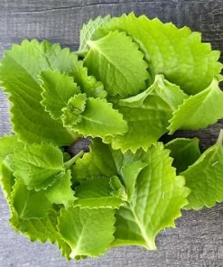 Cuban Oregano Live Plants - Set of 2 Mexican Mint Herbs 4-6 Inch Tall Indoor Outdoor - Image 7