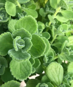 Cuban Oregano Live Plants - Set of 2 Mexican Mint Herbs 4-6 Inch Tall Indoor Outdoor - Image 8