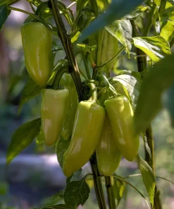 Cubanelle Sweet Pepper Seeds - 25 Seeds, Heirloom Mild Chili - Image 3
