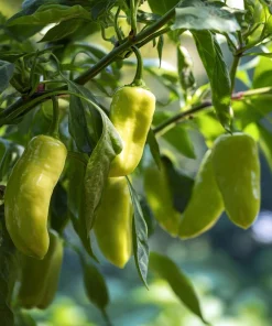 Cubanelle Sweet Pepper Seeds - 25 Seeds, Heirloom Mild Chili - Image 4