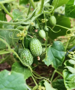 Cucamelon Mouse Melon Seeds 10 Count - Mini Cucumber-Like Fruit Seeds for Gardens & Containers - Image 2