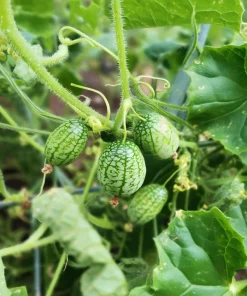 Cucamelon Mouse Melon Seeds 10 Count - Mini Cucumber-Like Fruit Seeds for Gardens & Containers - Image 4