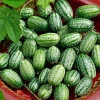 Cucamelon Mouse Melon Seeds 10 Count - Mini Cucumber-Like Fruit Seeds for Gardens & Containers - Image 1