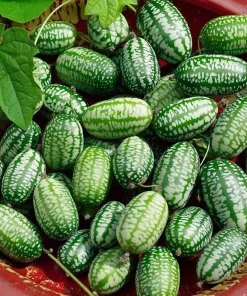 Cucamelon Mouse Melon Seeds 10 Count - Mini Cucumber-Like Fruit Seeds for Gardens & Containers - Image 1