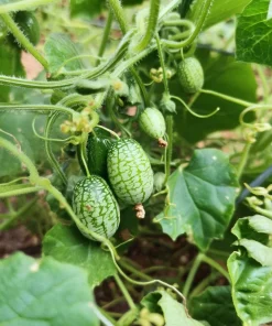 Cucamelon Mouse Melon Seeds - 10 Count - Unique Mini Cucumber-Like Fruits for Gardens - Image 2