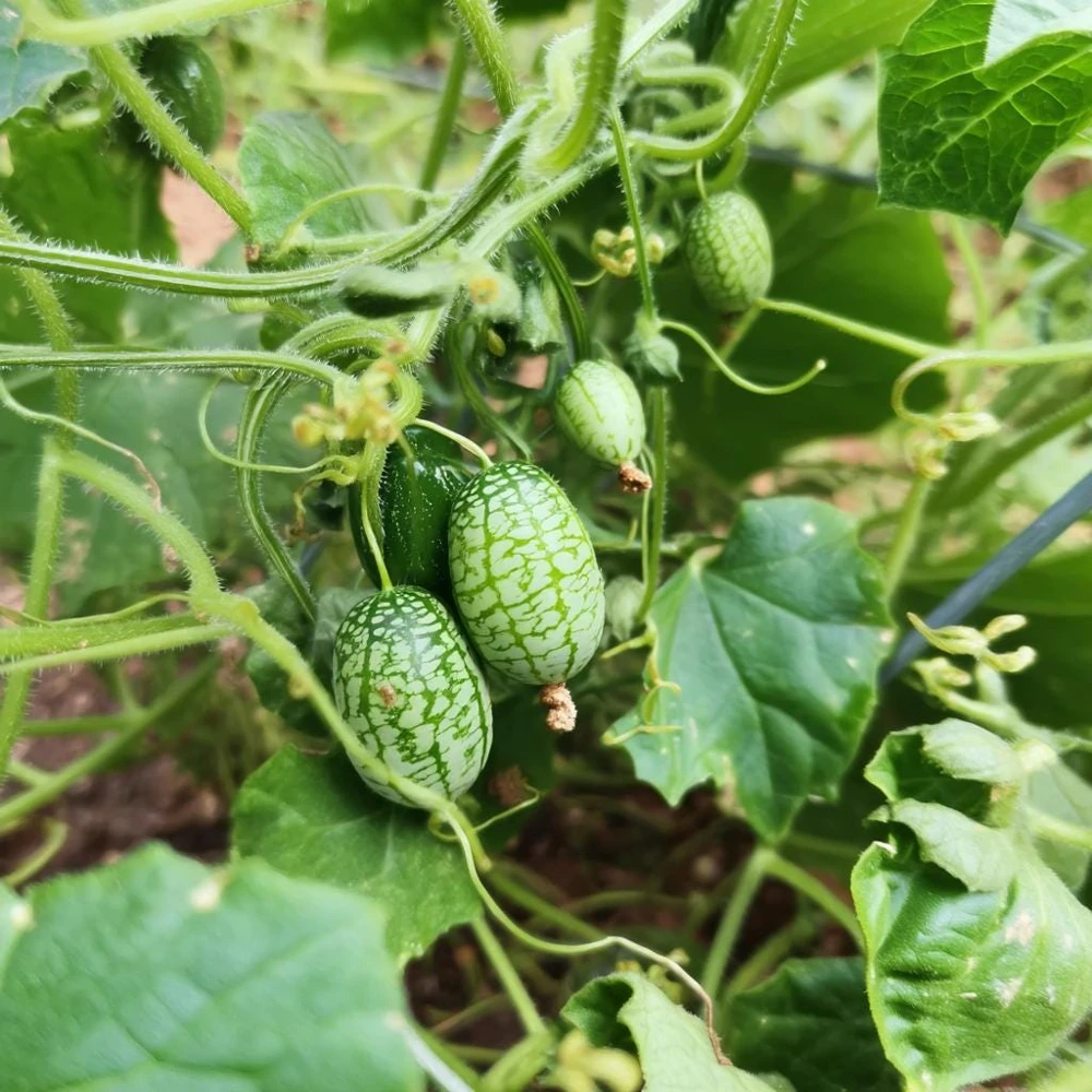 Cucamelon Mouse Melon Seeds - 10 Count - Unique Mini Cucumber-Like Fruits for Gardens - Image 2