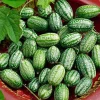 Cucamelon Mouse Melon Seeds - 10 Count - Unique Mini Cucumber-Like Fruits for Gardens - Image 1