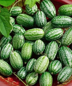 Cucamelon Mouse Melon Seeds - 10 Count - Unique Mini Cucumber-Like Fruits for Gardens - Image 1