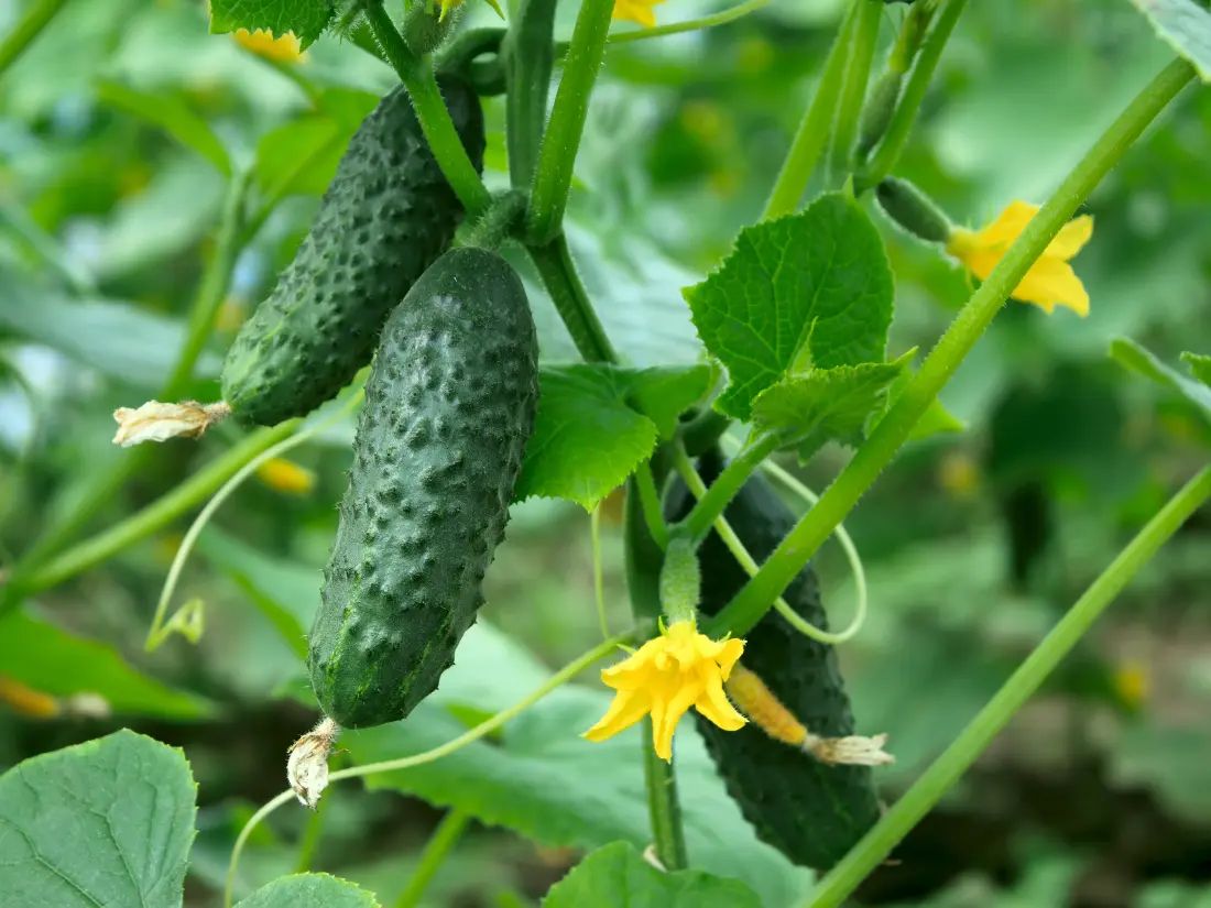 cucumber