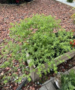 Culantro Herb Seeds - Fresh & Organic for Culinary Gardening - Image 2