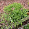 Culantro Herb Seeds - Fresh & Organic for Culinary Gardening - Image 1