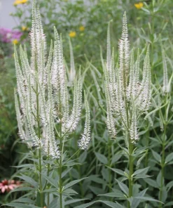 Culver's Root Veronicastrum Virginicum Live Plant, Native Perennial, 4-8