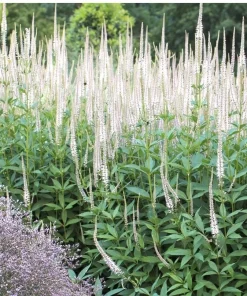 Culver's Root Veronicastrum Virginicum Live Plant, Native Perennial, 4-8