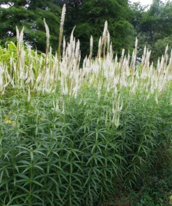 Culver's Root Veronicastrum Virginicum Live Plant, Native Perennial, 4-8