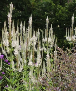 Culver's Root Veronicastrum Virginicum Live Plant, Native Perennial, 4-8