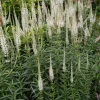 Culver's Root Veronicastrum Virginicum Live Plant, Native Perennial, 4-8" Tall Potted Starter - Image 1