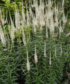 Culver's Root Veronicastrum Virginicum Live Plant, Native Perennial, 4-8