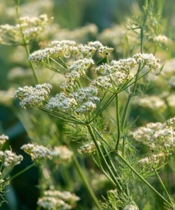 Cumin Seeds - 150 Heirloom Spice Seeds for Cooking & Medicinal Use - Image 2