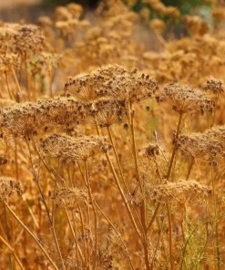 Cumin Seeds - 150 Heirloom Spice Seeds for Cooking & Medicinal Use - Image 3
