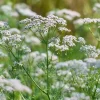 Cumin Seeds - 150 Heirloom Spice Seeds for Cooking & Medicinal Use - Image 1