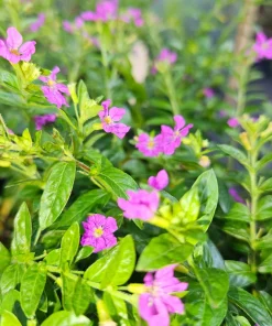 Cuphea Allyson Mexican Heather Live Plants - 2 Pack, 5-9" Tall, Purple Blooms - Image 2