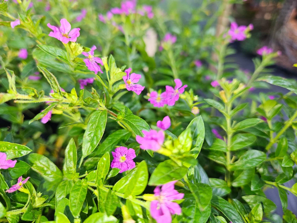 Cuphea Allyson Mexican Heather Live Plants - 2 Pack, 5-9" Tall, Purple Blooms - Image 2