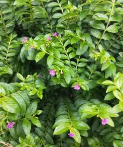 Cuphea Allyson Mexican Heather Live Plants - 2 Pack, 5-9