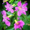 Cuphea Allyson Mexican Heather Live Plants - 2 Pack, 5-9" Tall, Purple Blooms - Image 1