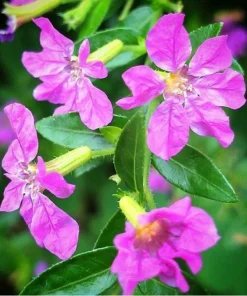Cuphea Allyson Mexican Heather Live Plants - 2 Pack, 5-9" Tall, Purple Blooms - Image 1