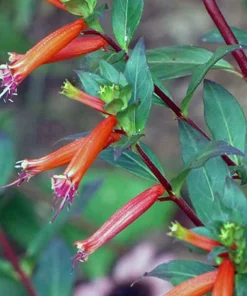 Cuphea David Verity Live Plant - Orange Firecracker Flower, 5-9 inch, 2-Pack - Image 2