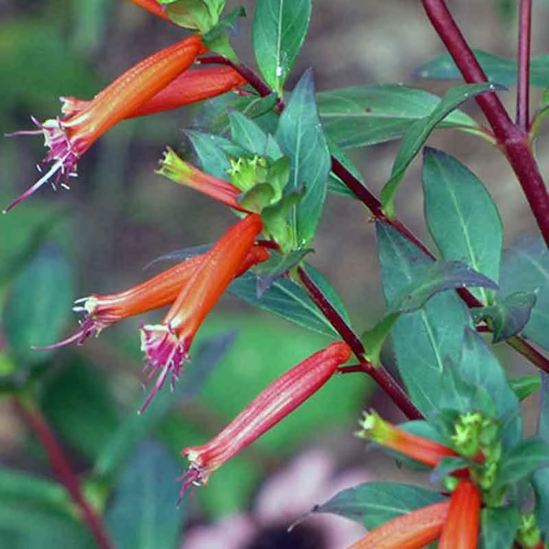 Cuphea David Verity Live Plant - Orange Firecracker Flower, 5-9 inch, 2-Pack - Image 2