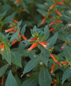 Cuphea David Verity Live Plant - Orange Firecracker Flower, 5-9 inch, 2-Pack - Image 3
